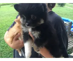 Pomeranian puppies 1 boy and 1 girl - 5