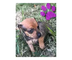 5 beautiful Chiweenies for sale