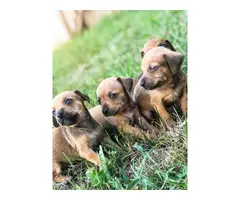 5 beautiful Chiweenies for sale - 2