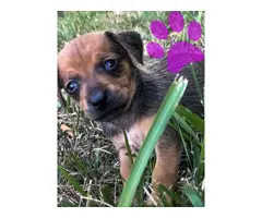5 beautiful Chiweenies for sale - 3