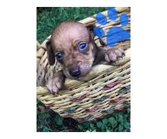 5 beautiful Chiweenies for sale - 4