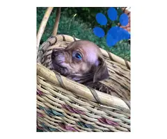 5 beautiful Chiweenies for sale - 5