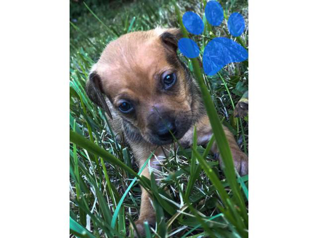 5 Beautiful Chiweenies For Sale Cincinnati Puppies For Sale Near Me