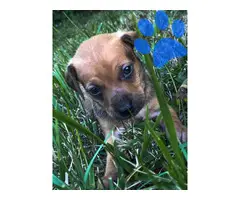 5 beautiful Chiweenies for sale - 6