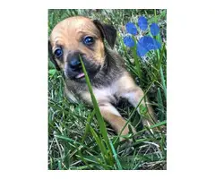 5 beautiful Chiweenies for sale - 7