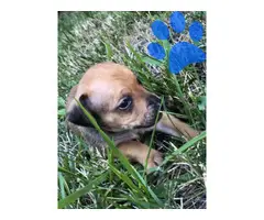 5 beautiful Chiweenies for sale - 8