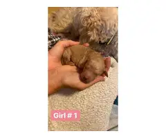 6 girls and 5 boys Goldendoodle puppies available