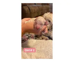 6 girls and 5 boys Goldendoodle puppies available - 2