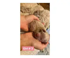 6 girls and 5 boys Goldendoodle puppies available - 3