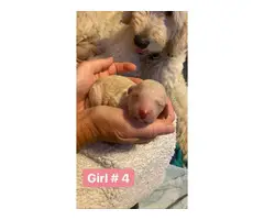 6 girls and 5 boys Goldendoodle puppies available - 4