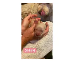 6 girls and 5 boys Goldendoodle puppies available - 6