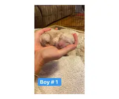 6 girls and 5 boys Goldendoodle puppies available - 7