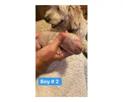 6 girls and 5 boys Goldendoodle puppies available - 8