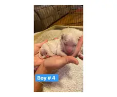 6 girls and 5 boys Goldendoodle puppies available - 10