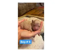 6 girls and 5 boys Goldendoodle puppies available - 11