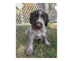 4 females, 2 males Wirehaired Pointing Griffon Puppies