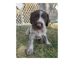 4 females, 2 males Wirehaired Pointing Griffon Puppies