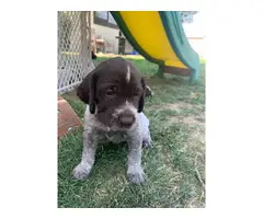 4 females, 2 males Wirehaired Pointing Griffon Puppies - 2