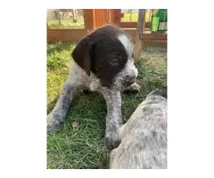 4 females, 2 males Wirehaired Pointing Griffon Puppies - 3