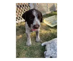 4 females, 2 males Wirehaired Pointing Griffon Puppies - 4