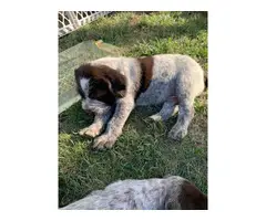 4 females, 2 males Wirehaired Pointing Griffon Puppies - 5