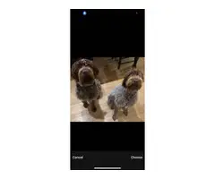 4 females, 2 males Wirehaired Pointing Griffon Puppies - 10