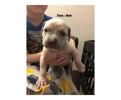 Gorgeous pit bull puppies for sale