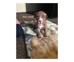 Gorgeous pit bull puppies for sale - 3