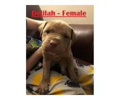 Gorgeous pit bull puppies for sale - 4