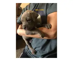 Gorgeous pit bull puppies for sale - 5