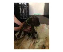 Gorgeous pit bull puppies for sale - 7