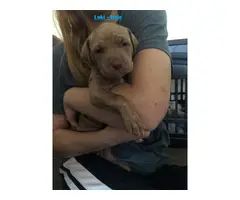 Gorgeous pit bull puppies for sale - 8
