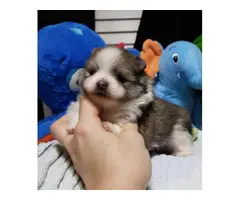 AKC Pomeranian puppies to be rehomed - 2