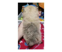 AKC Pomeranian puppies to be rehomed - 9