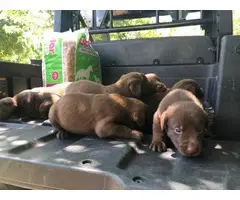 AKC lab puppies