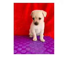 1 boy and 1 girl Maltese Chihuahua puppies