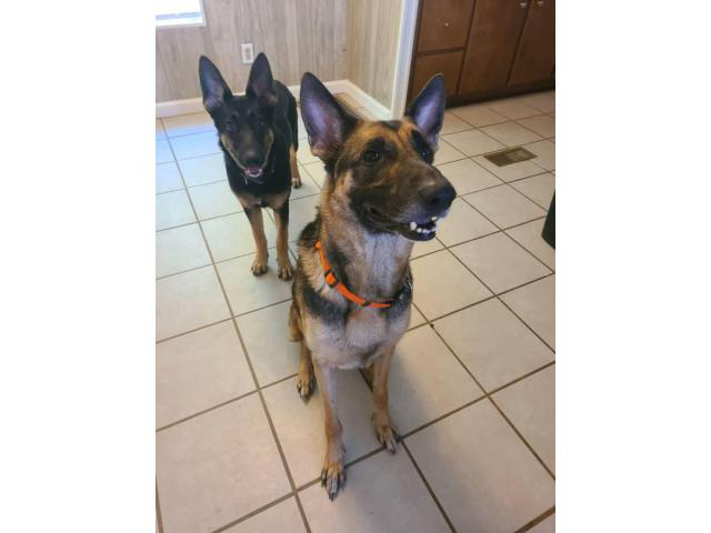 7-month-old female German Shepherd puppy in Greenville, North Carolina