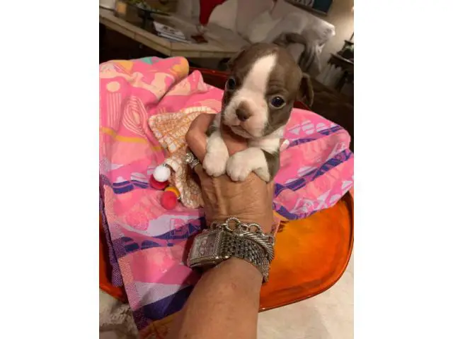Male and female Red Boston Terrier puppies