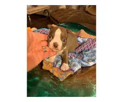 Male and female Red Boston Terrier puppies - 5