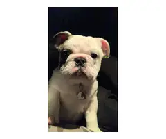 5 month old English Bulldog puppy for sale - 3