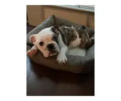 5 month old English Bulldog puppy for sale - 4