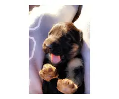 Gorgeous long-haired german shepherd puppies for sale - 2