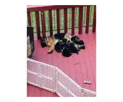 Gorgeous long-haired german shepherd puppies for sale - 4