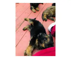 Gorgeous long-haired german shepherd puppies for sale - 6