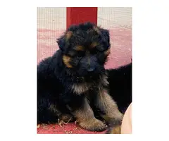 Gorgeous long-haired german shepherd puppies for sale - 8