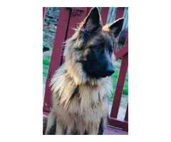 Gorgeous long-haired german shepherd puppies for sale - 10