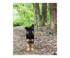 Gorgeous long-haired german shepherd puppies for sale - 11