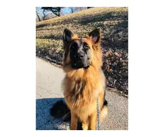 Gorgeous long-haired german shepherd puppies for sale - 12