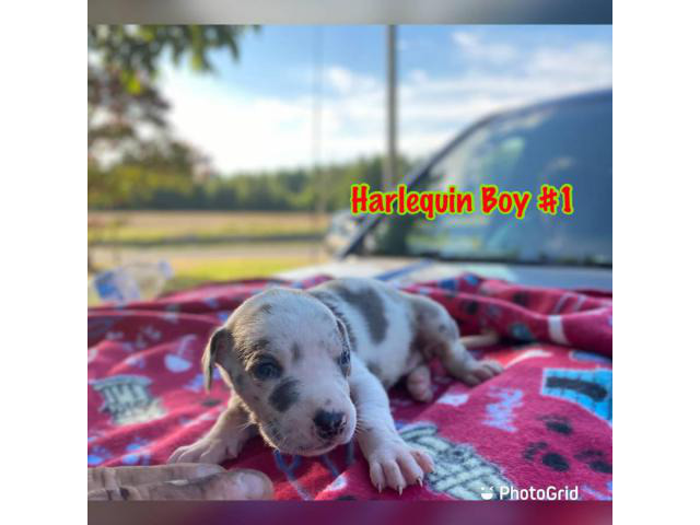 4 girls and 4 boys AKC Great Dane puppies for sale in Sumter, South