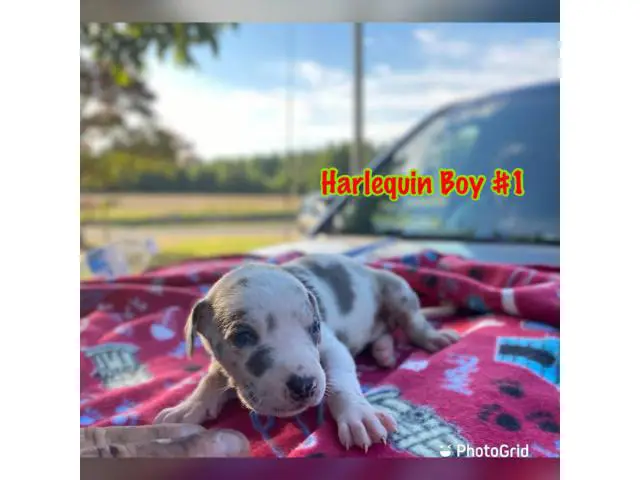 4 girls and 4 boys AKC Great Dane puppies for sale - 1/8